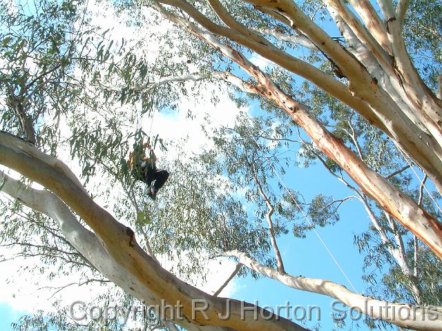 Tree Climbing 4